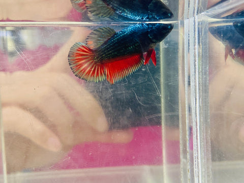 Red Copper (Female)