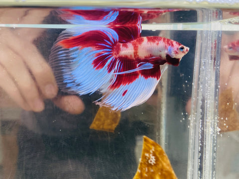 Red Koi Veiltail (Male)