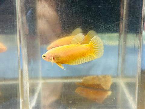 Yellow (Female)