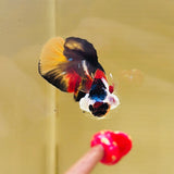 Dark Candy Koi | Clown Face (Male)