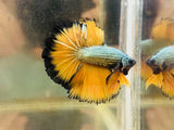 Yellow MG Rosetail Male (PRE-ORDER) $80-120