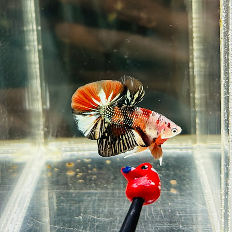 Copper Candy Pearl Scale (Male)