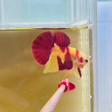 Rare! “Ronald McDonald” Nemo Candy (Male)