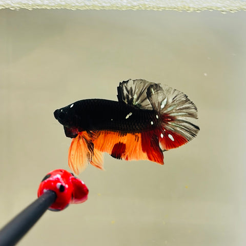Black Candy Copper Avatar (Male)