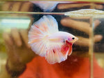 Soft-Pink Vanda Halfmoon Junior (Male)