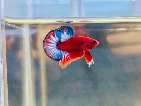 Red Hellboy Junior (Male)