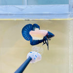 Rare! Headgear Blue Rim Junior (Male)