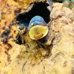 Cubaris sp. “Rubber Ducky” Isopod