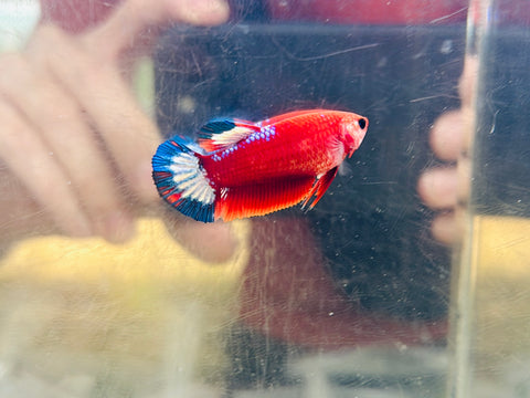 Red Hellboy (Female)