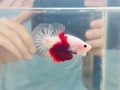 Tancho Red Koi (Male)