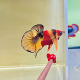 🇩🇪 Germany | Copper Candy Koi (Male)