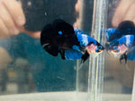 Rare! Blue-Black Koi (Male)