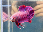 Rare! Purple GIANT (Male)
