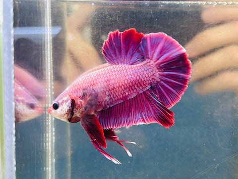 Rare! Purple GIANT (Male)