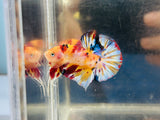 Snowflake Yellow Multicolour (Male)