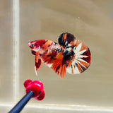 Rare! Tancho Copper Candy (Male)
