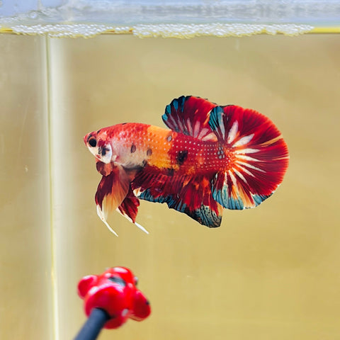 Metallic Candy Giant Junior (Male)