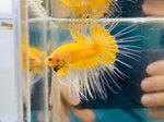 Rare! Yellow Butterfly Crowntail (Male)