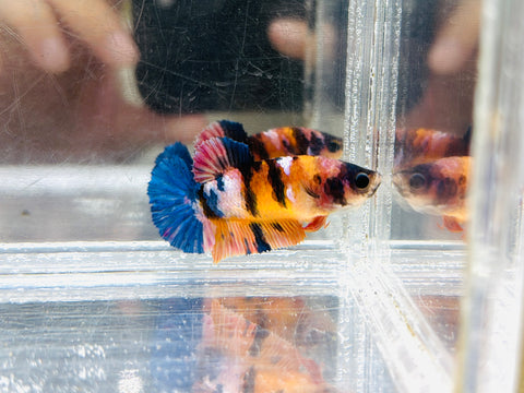 Tiger Candy (Female)