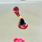 Tancho Candy Koi (Male)