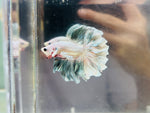 Platinum Copper Rosetail / Feathertail (Male)