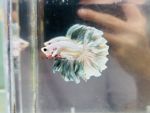 Platinum Copper Rosetail / Feathertail (Male)
