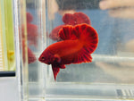 Super Red (Male)
