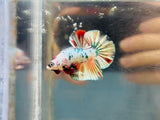 Copper Candy Fancy Junior (Male)