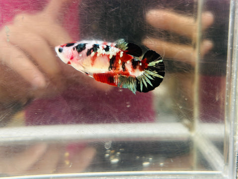 Copper Koi (Female)