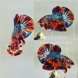 Metallic Candy Giant (Male)