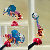 Rare! Purple X Blue Candy (Male)