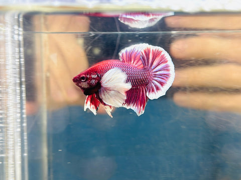 Lavender Dumbo (Male)