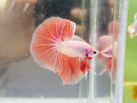 PINK-Tangerine Halfmoon Junior (Male)