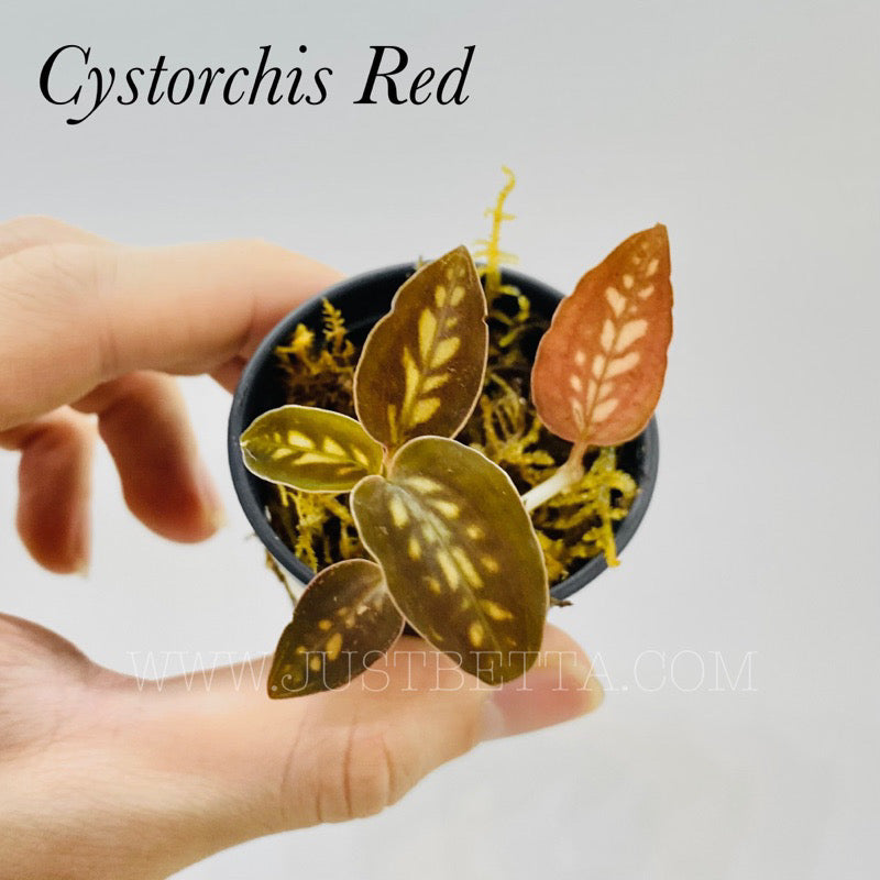 Cystorchis red var. – Just Betta