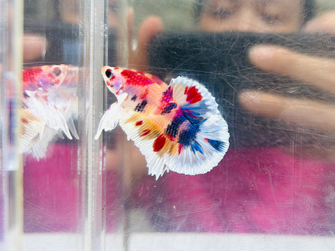Snowflake Candy Dumbo Junior (Male)