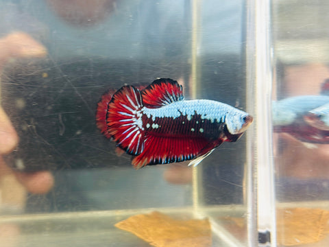 Teal-Vampire Samurai (Male)