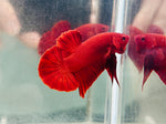 Super Red (Male)