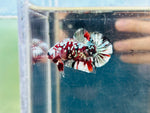 Rare! Snowflake Galaxy Copper Koi (Male)