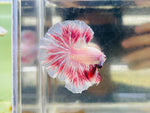 PINK Rosetail / Feathertail (Male)