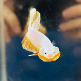 Yellow Gold Dragon (Male)