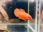 Orange (Female)