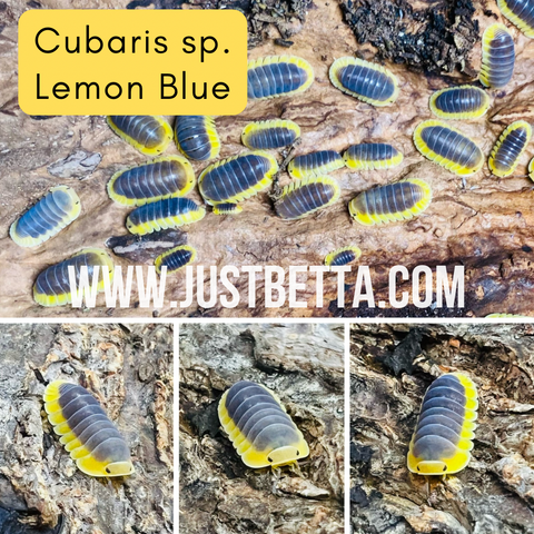 Cubaris sp. “Lemon Blue” Isopod