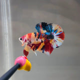 Quality Multicolour (Male)
