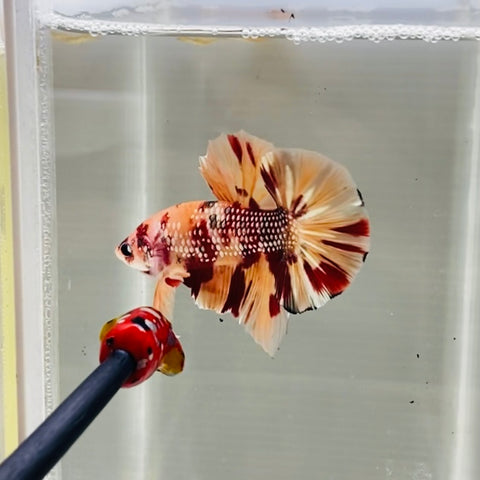 Copper Candy Giant Junior (Male)