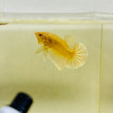 Super Gold Junior (Male)