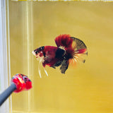 BIG-Tail Candy Koi Junior (Male)