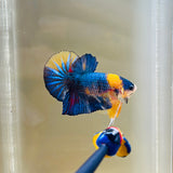 Rare! Yellow Necklace Tancho (Male)