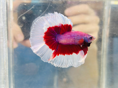 Lavender Halfmoon (Male)