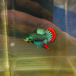 Turquoise Green Imbellis (Male)