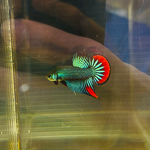 Turquoise Green Imbellis (Male)